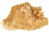 Butterscotch Selenite Crystals - Mt Gunson, Australia #239497-2